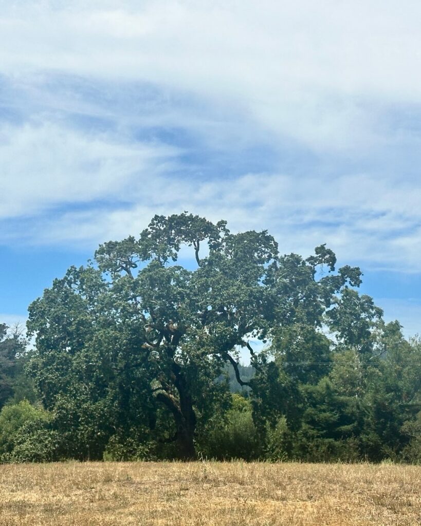 aja's oak tree